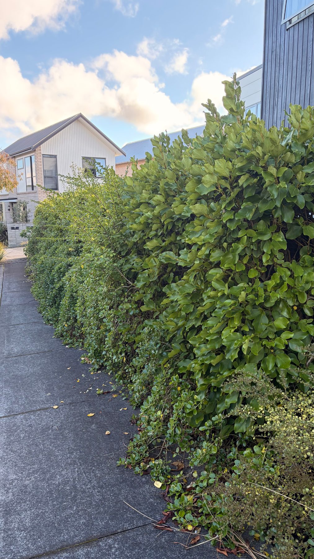 Hobsonville Point Footpath Hedge Trim in Hobsonville Point, Auckland — by The Hedge Guys
