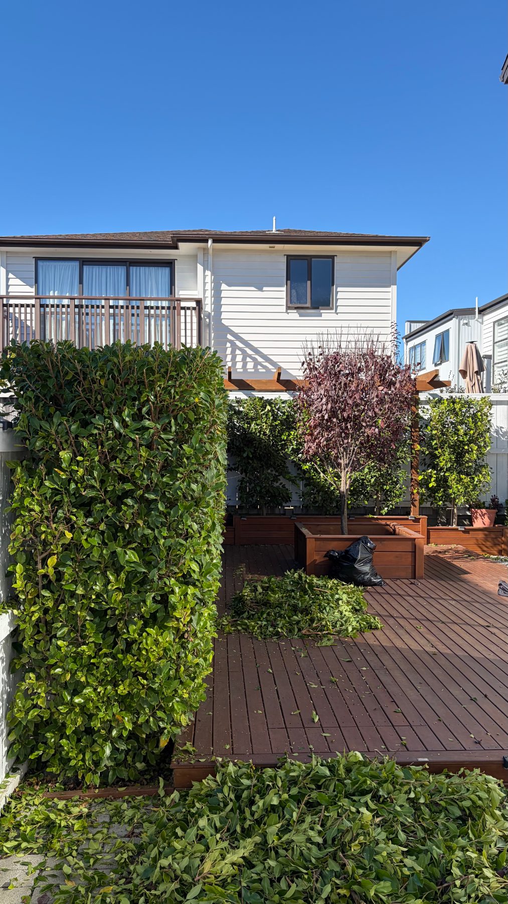 Scott Point Hedge Reshape & Clippings Removal in Scott Point, Auckland — by The Hedge Guys