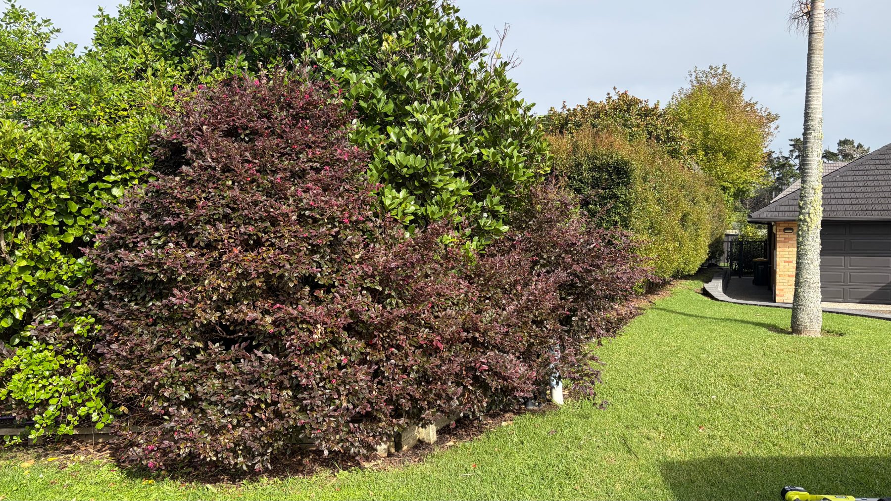 Greenhithe Heavily Overgrown Hedge Reset in Greenhithe, Auckland — by The Hedge Guys