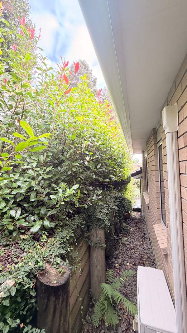 Greenhithe Pre-Sale Hedge Reduction & Garden Refresh in Greenhithe, Auckland — by The Hedge Guys