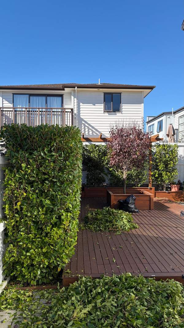 Scott Point Hedge Reshape & Clippings Removal in Scott Point, Auckland — by The Hedge Guys