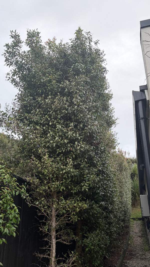 Hauraki Pre-sale property refresh in Hauraki, Auckland — by The Hedge Guys