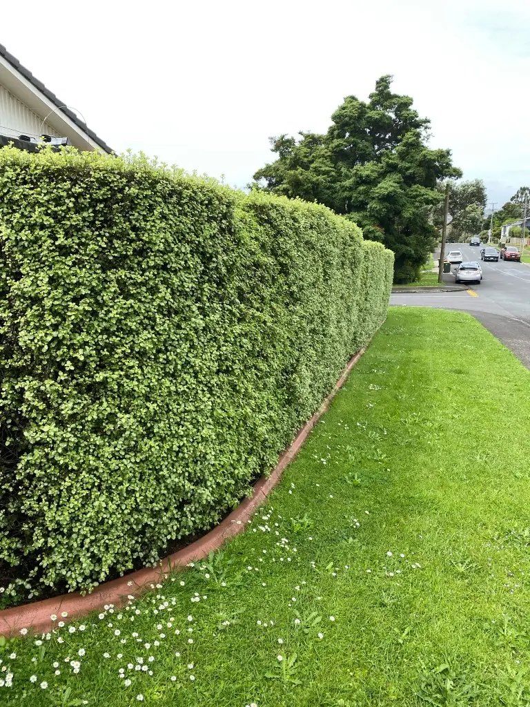 Pittosporum hedge trimmed by The Hedge Guys in Auckland