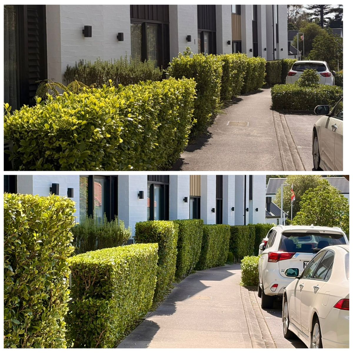 Ficus Tuffi hedge trimmed by The Hedge Guys in Auckland