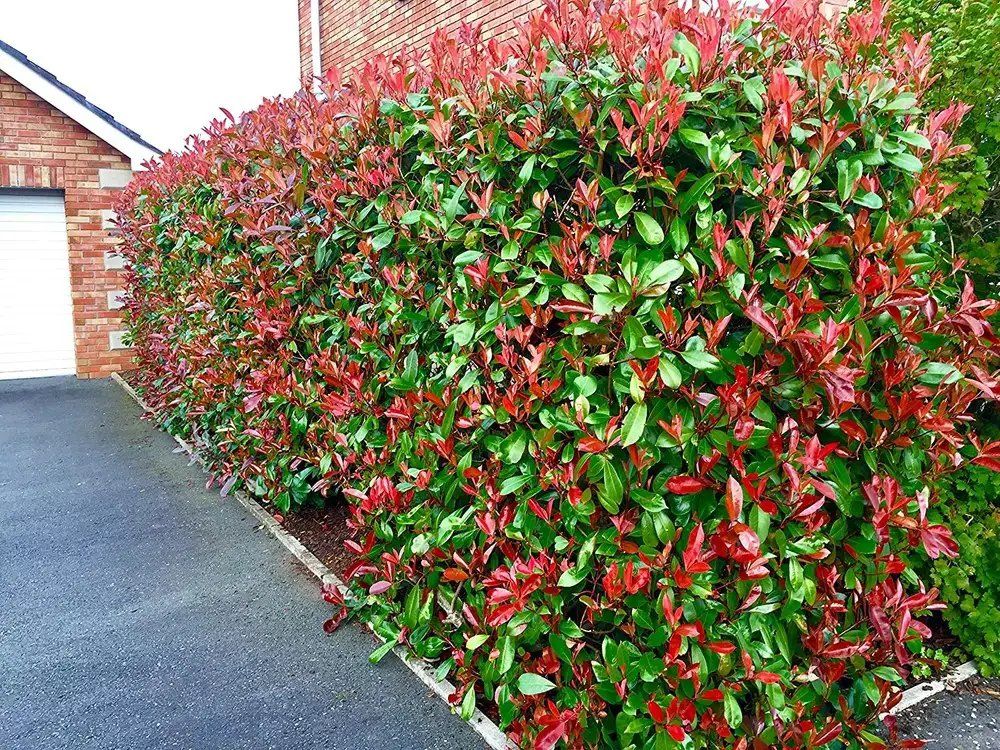Red Robin hedge trimmed by The Hedge Guys in Auckland