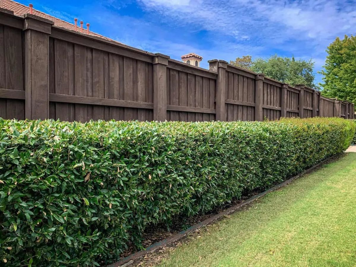 Viburnum hedge trimmed by The Hedge Guys in Auckland
