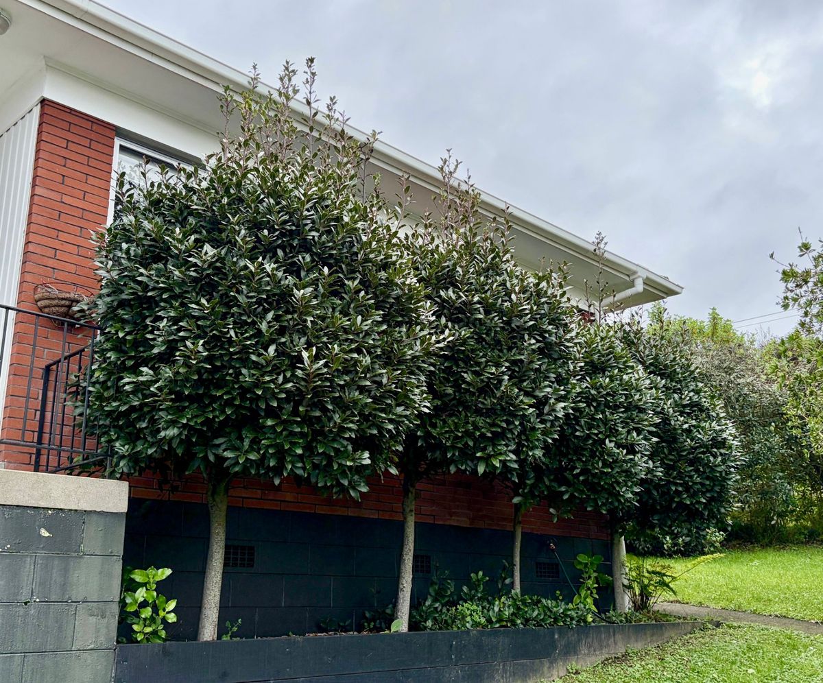 Laurel hedge trimmed by The Hedge Guys in Auckland