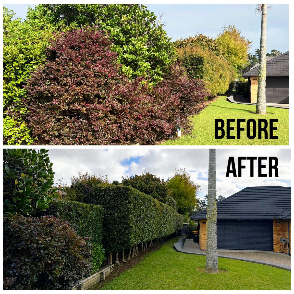 The Hedge Guys trimming a tall griselinia hedge in Auckland
