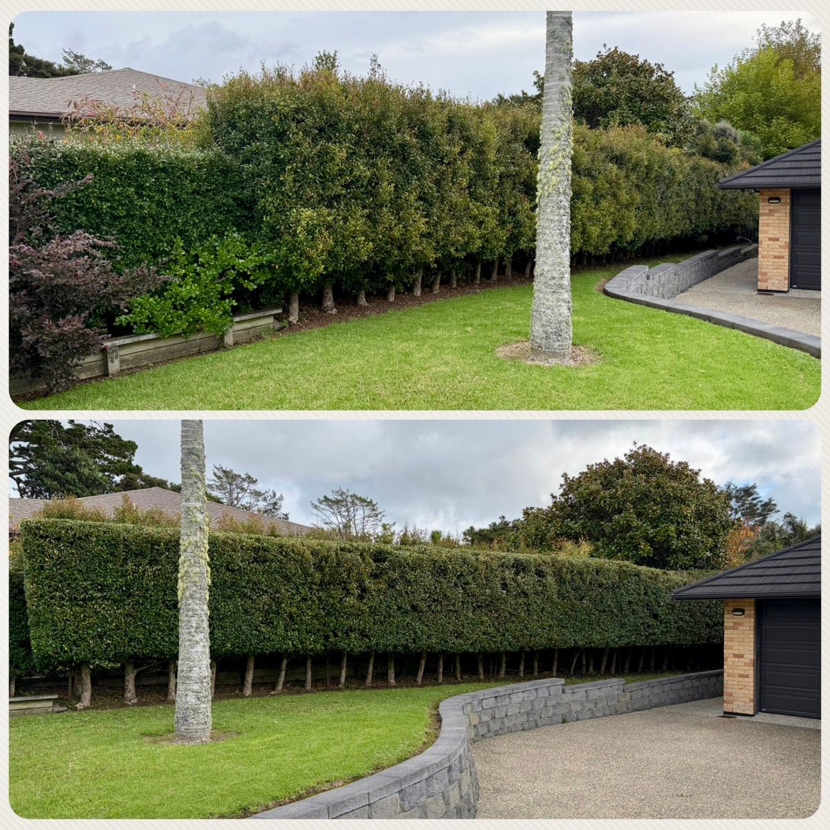 Before and after of a heavily overgrown hedge reduction in Auckland